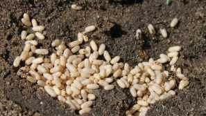 Prezimovanje muravyov priprave in preživetje